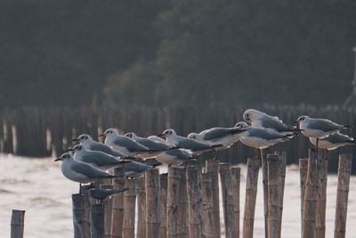 Seagulls perching on wooden post