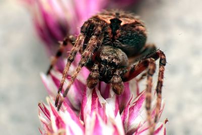 Close-up of bee on pink flower