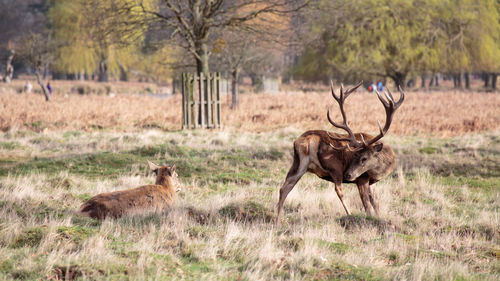 Deer standing on field