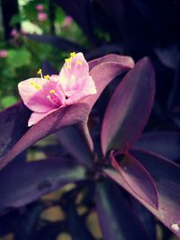 Close-up of pink flowers