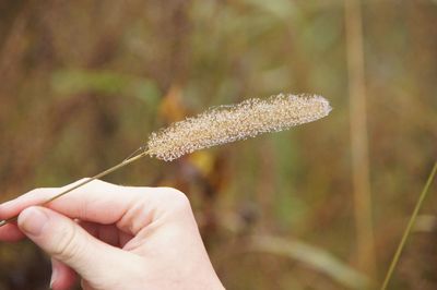 Cropped hand holding foxtail on field