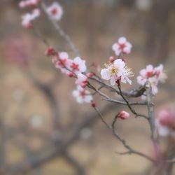 Close-up of pink flowers on branch