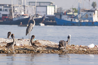 Seagulls perching on a boat in river