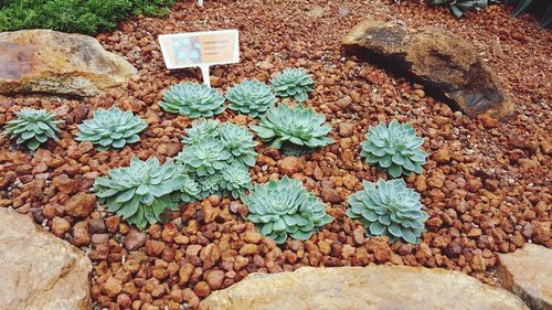 High angle view of succulent plant on rock