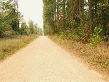 Empty road along trees