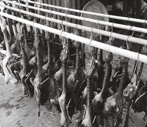 Duck meat hanging from rods for sale at shop