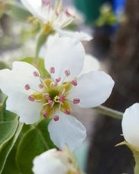 flowering plant