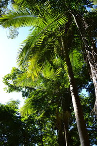 Low angle view of palm tree