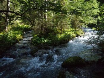 River flowing amidst trees in forest