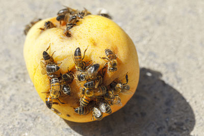 Bees on pear . insects eating fruit