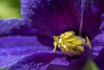 Close-up of purple flowering plant