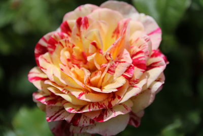 Close-up of pink flower