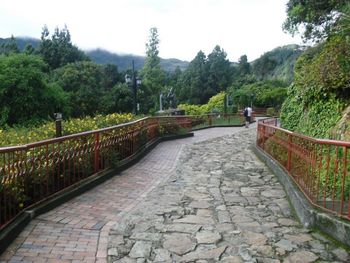 Footpath amidst trees in forest against sky