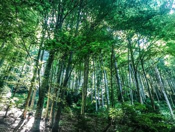 View of bamboo trees in forest