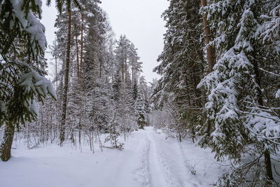 A narrow snow path in a winter forest covered with snow on a cloudy day.