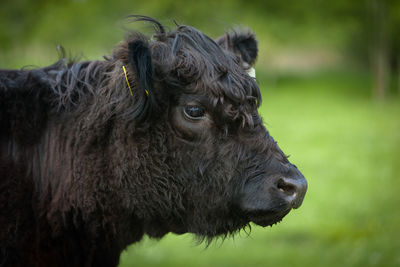 Authentic portrait of a young cow in the countryside with green in background