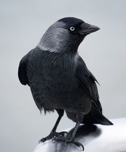 Close-up of bird perching