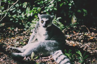 Lemur on field during sunny day