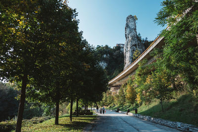 Road amidst trees