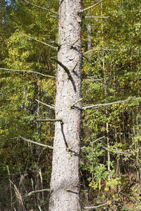 Close-up of tree trunk in forest