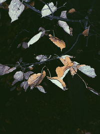 High angle view of leaves floating on water