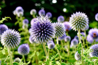 Close-up of purple flowering plants on field