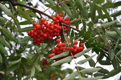 Close-up of red berries growing on tree