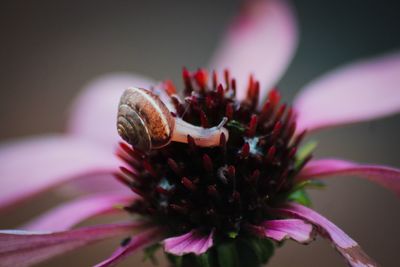 Close-up of snail on flower