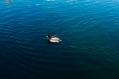 High angle view of male mallard duck swimming in sea