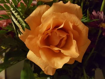 Close-up of rose