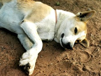 High angle view of dog sleeping