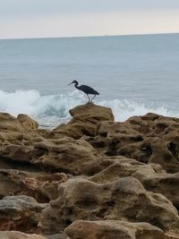 Bird perching on rock at beach against sky