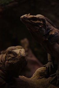 Close-up of iguanas