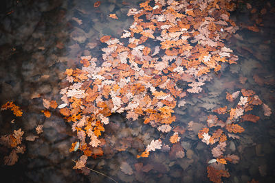 Close-up of autumnal leaves on tree