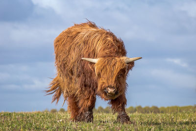 Cow standing on field against sky