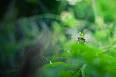 Close-up of insect on plant