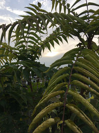 Close-up of tree against sky