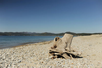 Driftwood on beach against clear blue sky