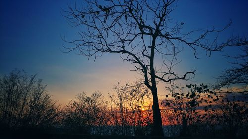 Silhouette bare tree against sky during sunset