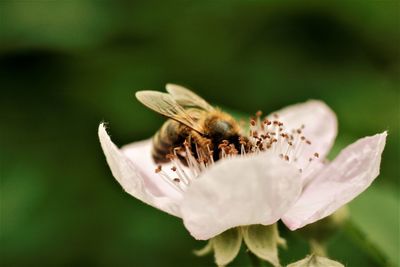 Close-up of insect pollinating on flower