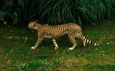 View of a cat on ground