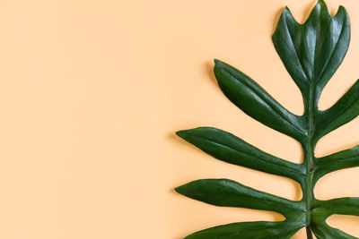 Close-up of succulent plant against white background