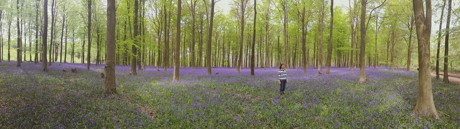 Trees growing in forest