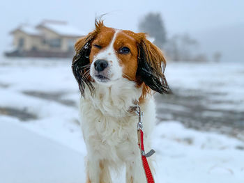 Dog looking away