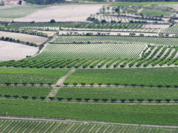 View with filter effect model, tilt shift, of the fields near fontanars dels aforins, valencia 