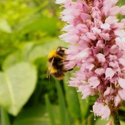 Close-up of bee pollinating on flower