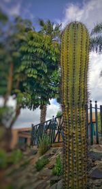 Cactus growing against sky
