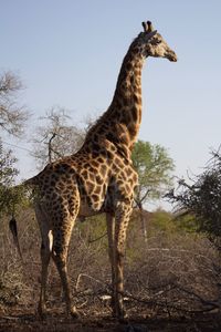 View of giraffe against clear sky