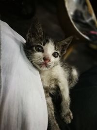 Close-up portrait of kitten sitting