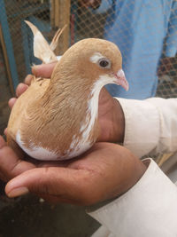 Close-up of hand holding bird